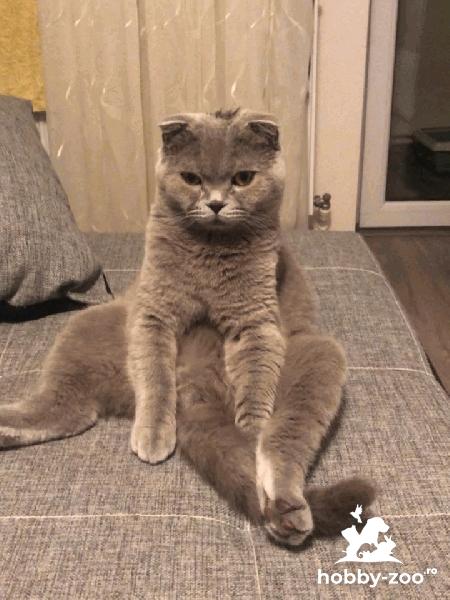 Motan Scotish Fold  monta