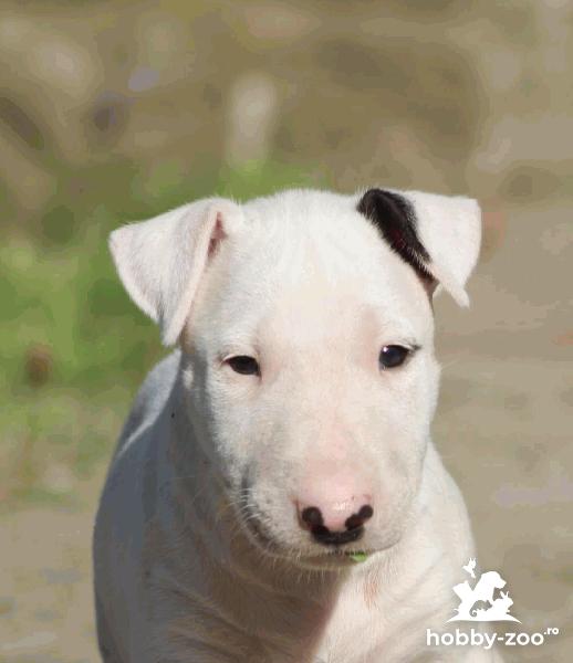 Bull terrier catelusi de vanzare