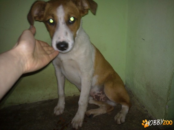 Donez caine metis boxer 