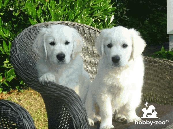 Disponibili catelusi Golden Retriever