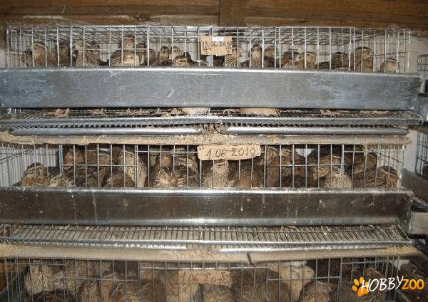 prepelite pui tineret mature