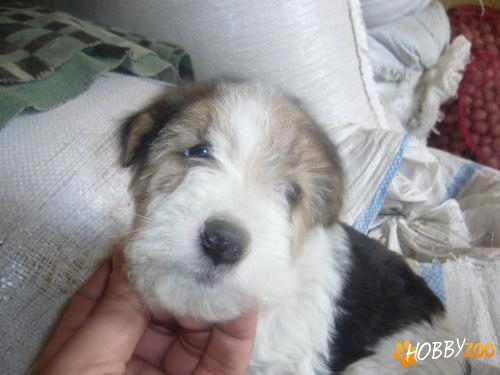 vand pui fox terrier wire