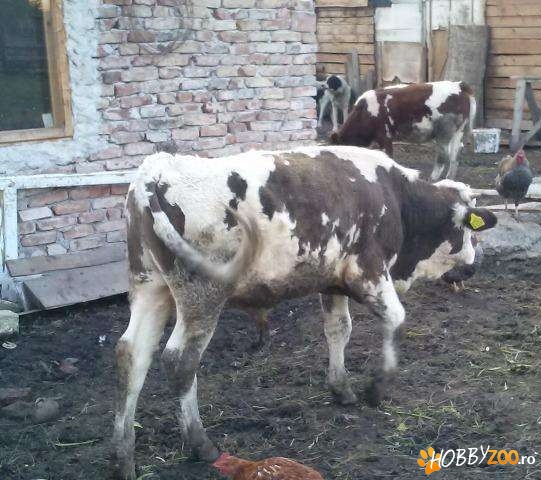 Tauras Baltata Romaneasca vaccinat