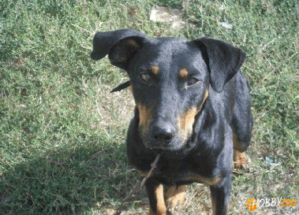 Mascul metis doberman