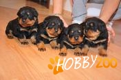 pui rottweiler de vanzare