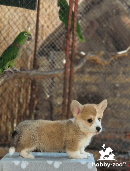 Pui minunați de Welsh Corgi Pembroke