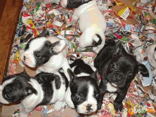 vand catei buldog francez