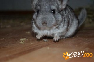 Vand furaj Chinchilla