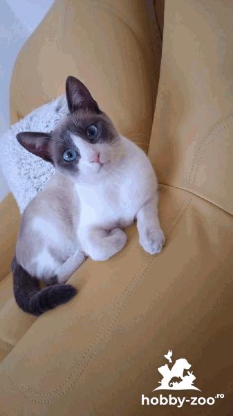 Imperechere snowshoe siameza