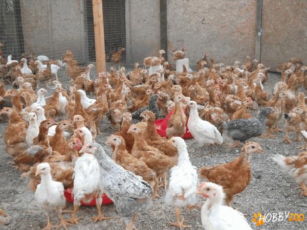 pui rasa mixta diferite varste
