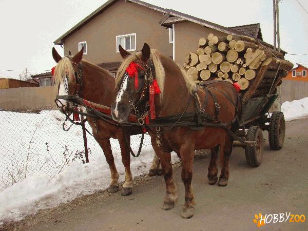 Iepe de vanzare ILFOV