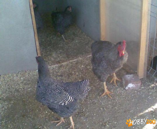 oua gaini plymouth de consum
