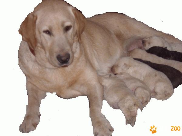 labradori superbi de vanzare