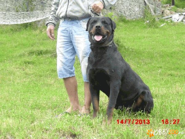 Pereche caini Rottweiler