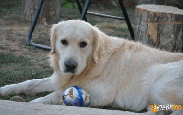 monta mascul golden retriever