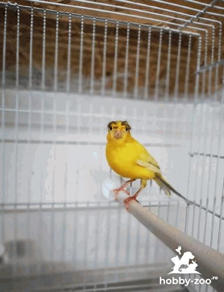 Canari masculi cântăreți Roman
