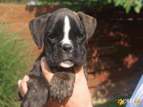 catei boxer cu pedigree