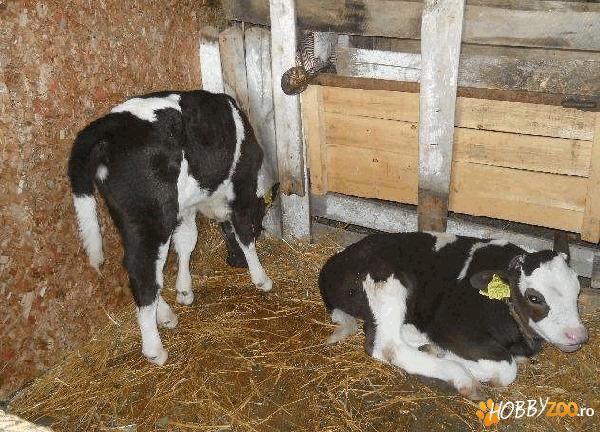 vaca de 6 ani holstain cu vitel
