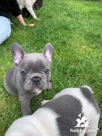 Cățeluși de buldog francez gata de vanzare