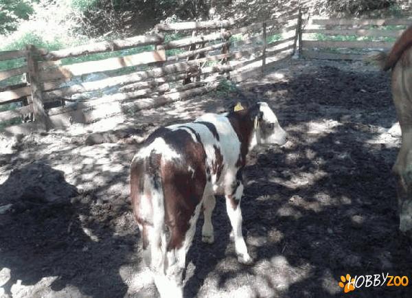 vitele belga crescute natural