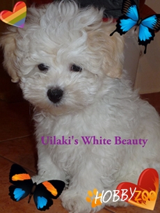 Doi masculi bolognese cu pedigree