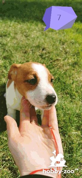 Pui jack russel masculi