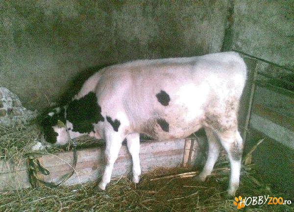 vitea rasa holstein de prasila