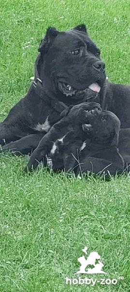Cane Corso catelusi de vanzare