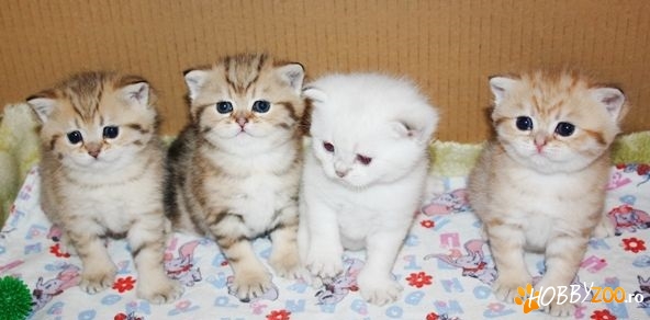 British Shorthsir, Scottish Fold 7-