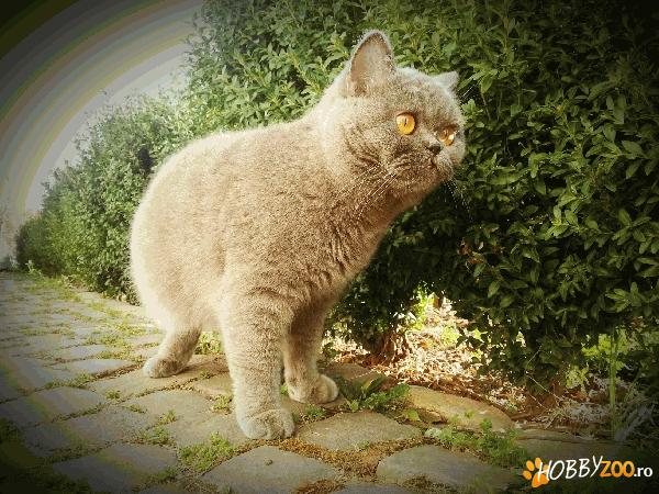 Pui British Shorthair, 2 luni