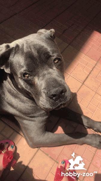 Ofer monta mascul cane corso blue