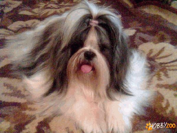 shih tzu superbi arad