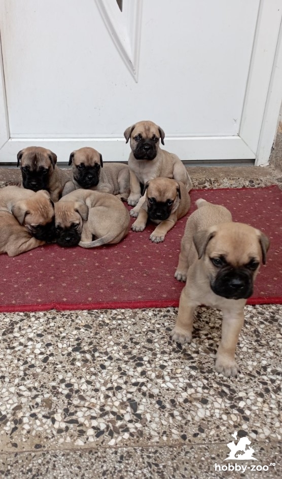 Bullmastiff cățeluși