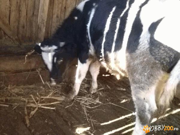 vitel de 1 an rasa holstein