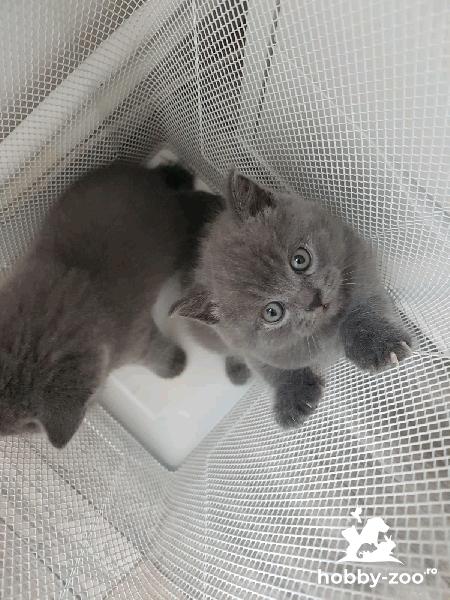 British Shorthair, 6 pui de vânzare