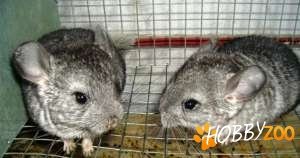Cincila Chinchilla Sinsila Animale de companie de vanzare