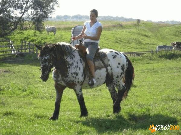  iapa appaloosa de vanzare