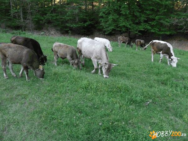 Vaci gestante artificial