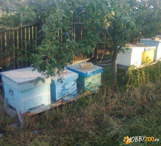  familii de albine cu tot cu cutii
