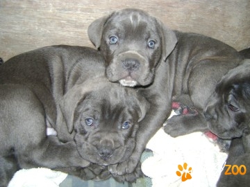  vand cane corso calitate