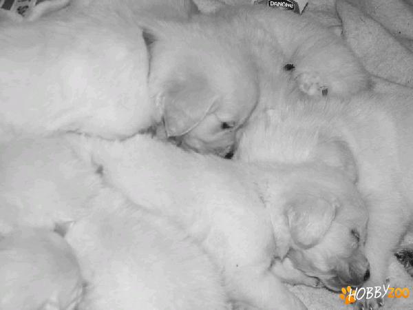 Golden Retriever cu pedigree