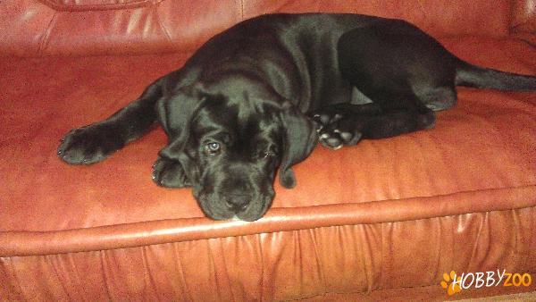 CANE CORSO, femela, culoare: negru,3 lun