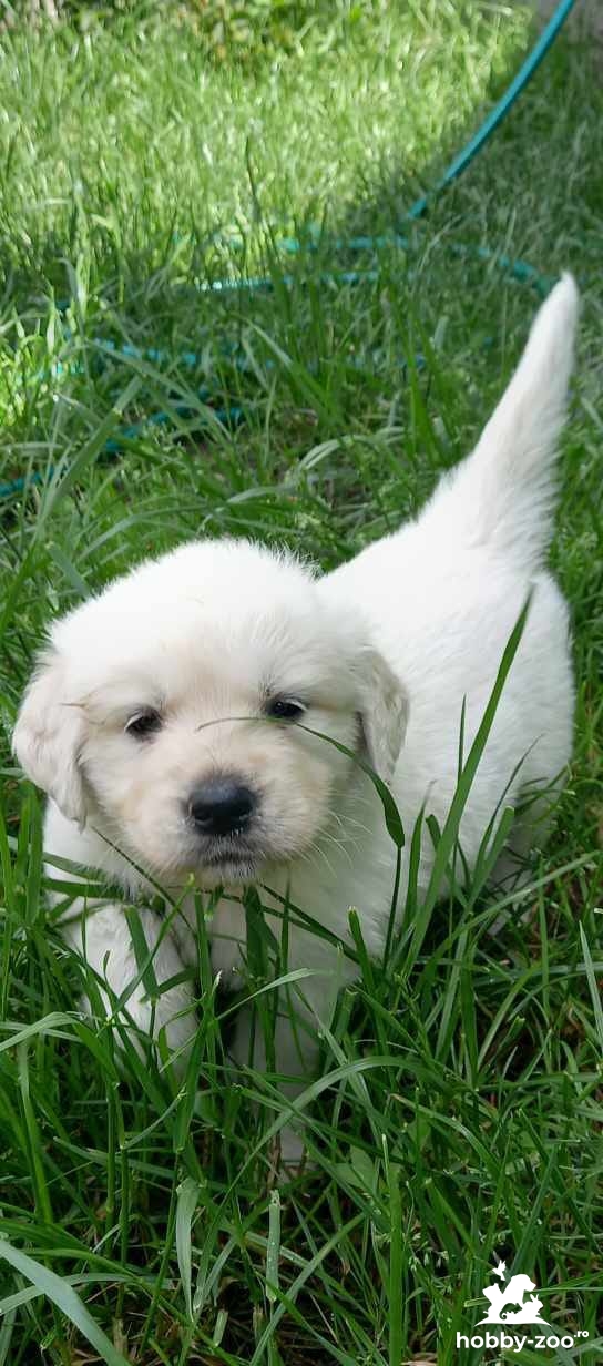 Pui Golden retriever 
