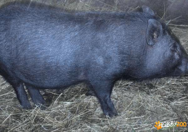 pereche porci mangalita