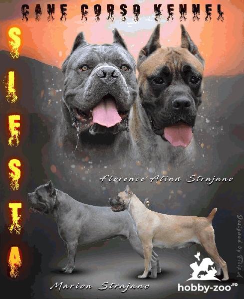 TOP Cane Corso catelusi de vanzare