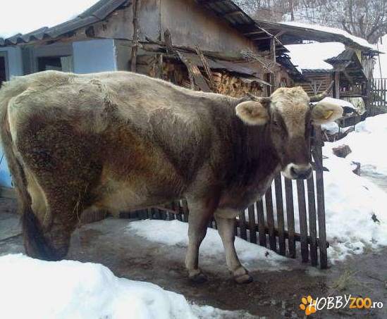 vand vaca gestanta 9 luni