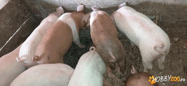 Vând purcei de 7 săptămâni