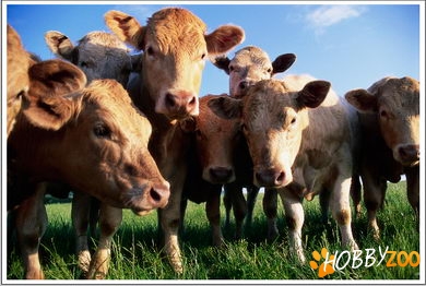 Vaci pentru Lapte Vaci pentru Carne Capre Oi  