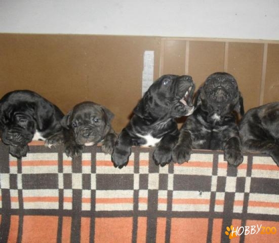 catei rasa cane corso