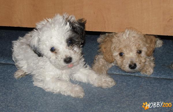 Pui bichon 7 saptamani